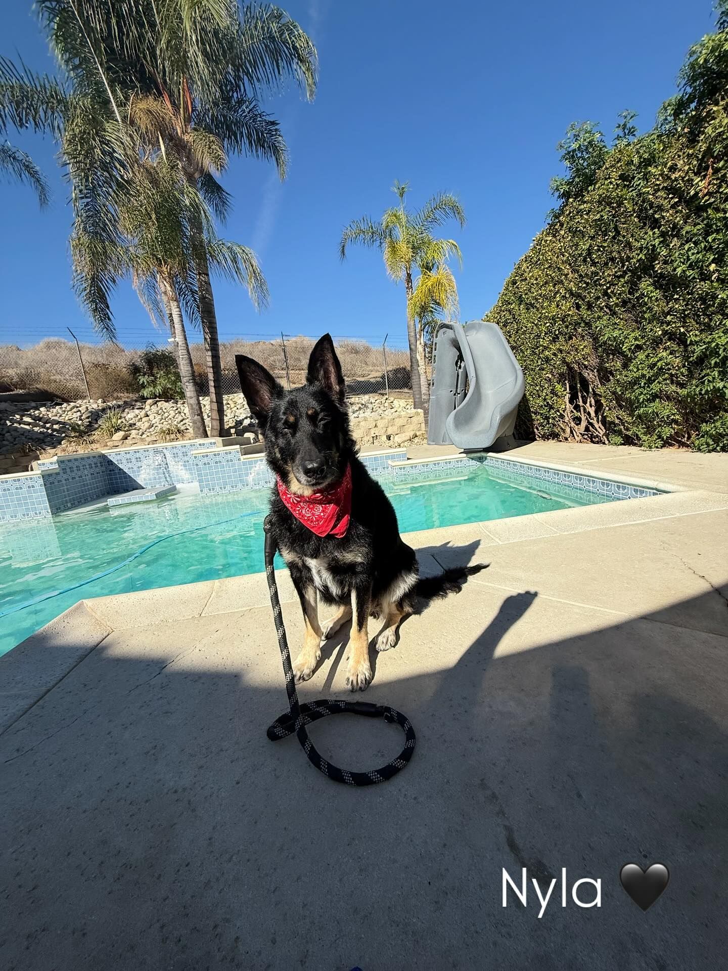 Black and tan dog, wearing red bandana, sits by a pool in the sun.