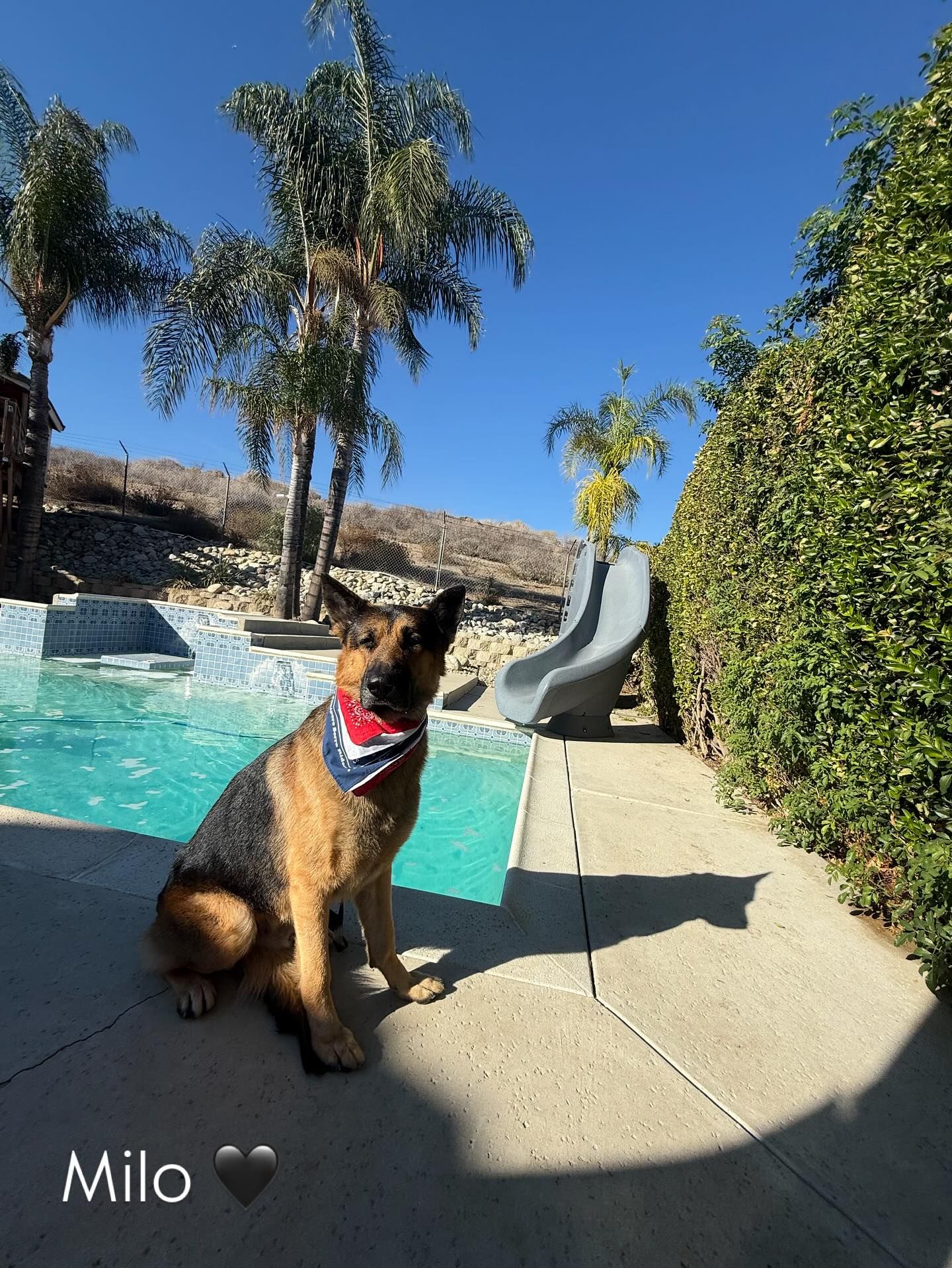 German Shepherd dog wearing a bandana sits by a pool. Sunny day with palm trees and a slide.