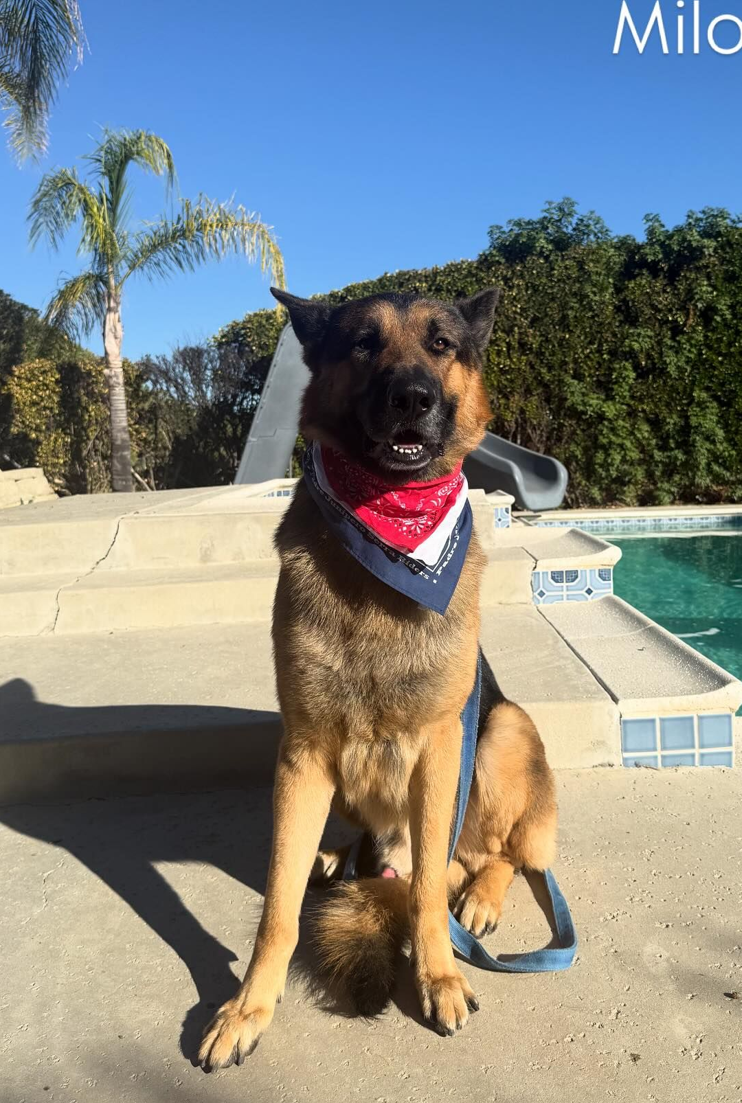 German Shepherd dog wearing a bandana, sitting by a pool on a sunny day.