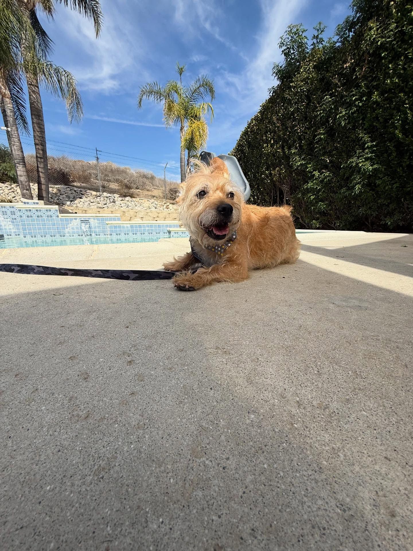 Small, tan dog lying on concrete by a pool on a sunny day.