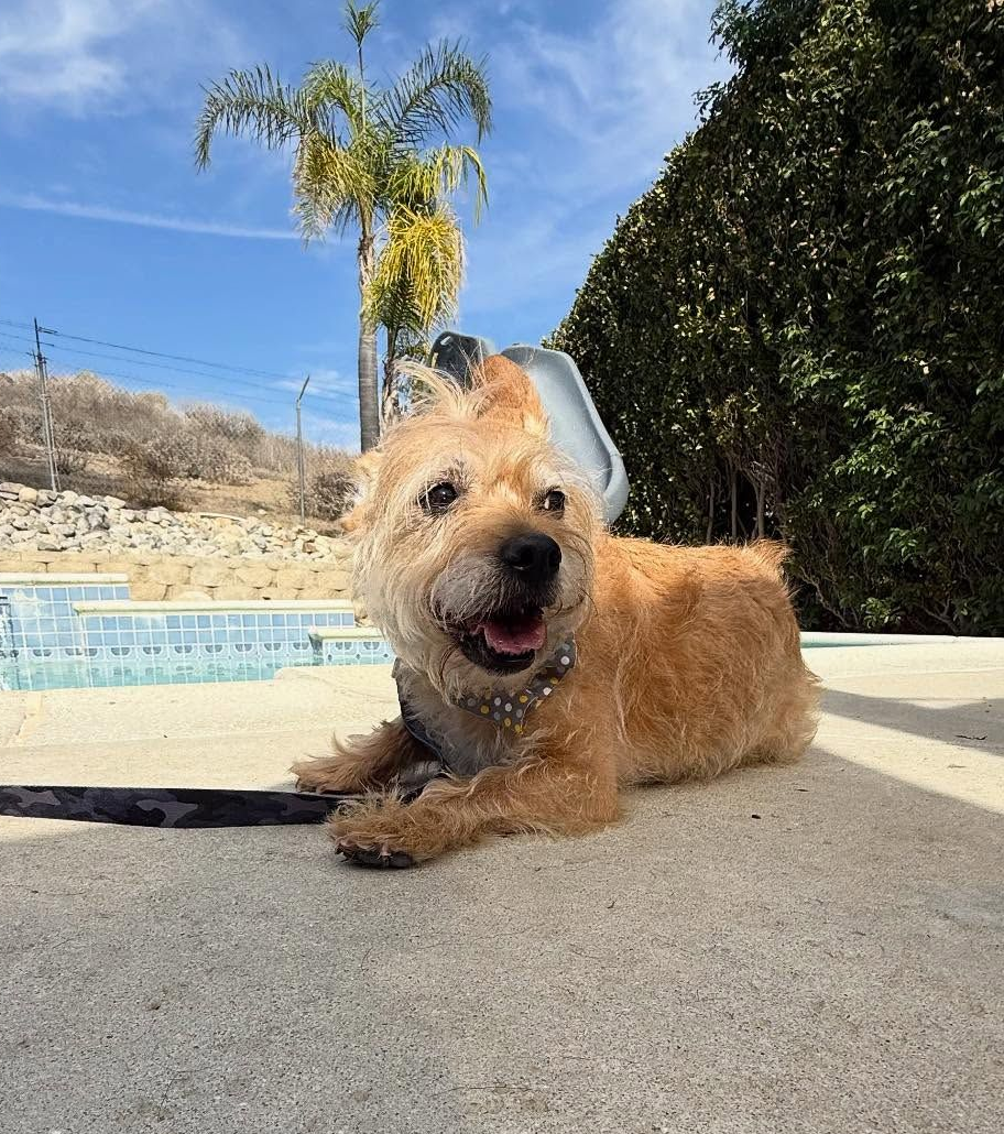 Dog lying by a pool on a sunny day. Brown fur, open mouth, collar, palm tree in background.