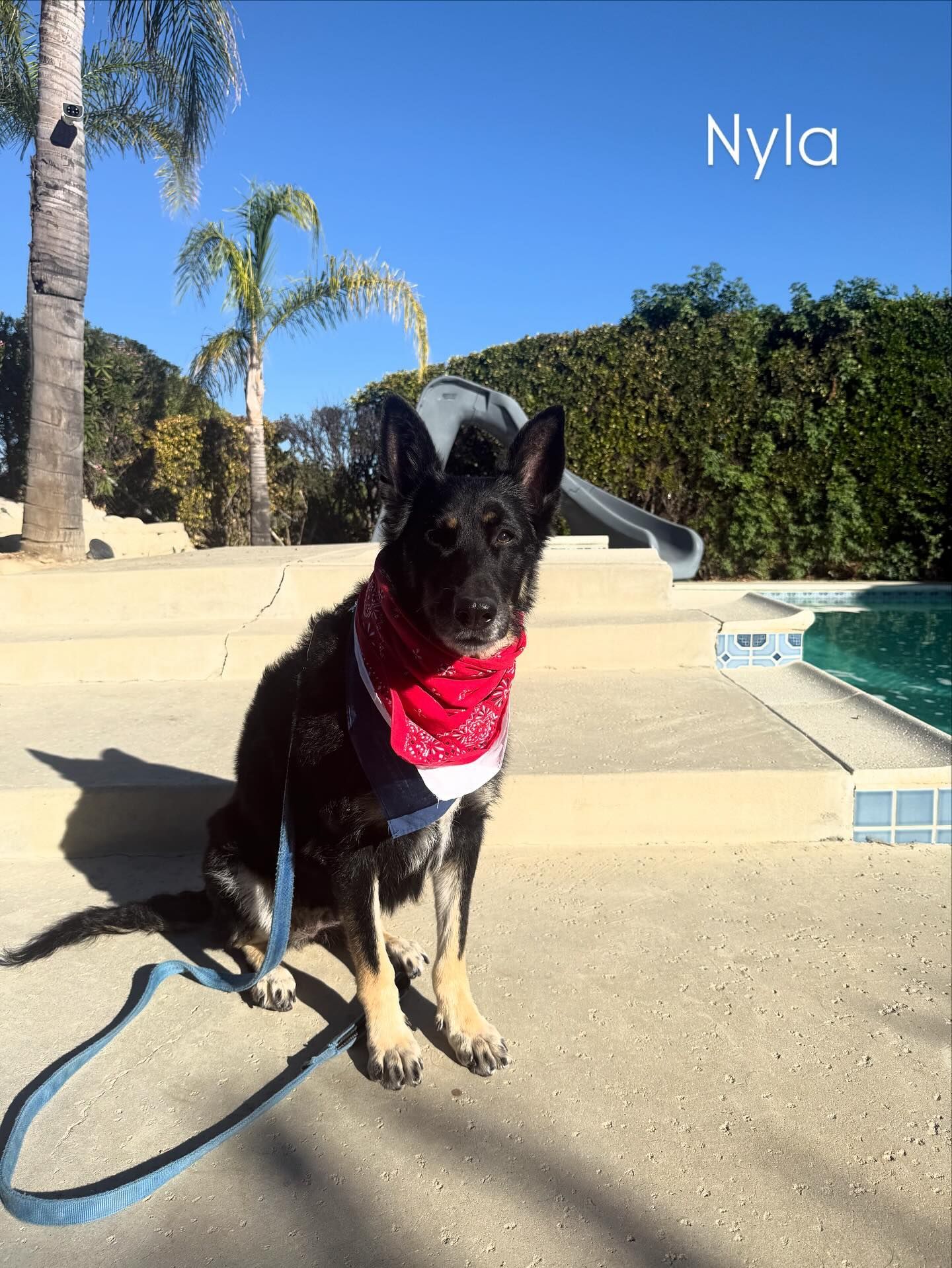 Dog named Nyla wearing a red bandana sits by a pool. Blue leash, sunny outdoor scene.