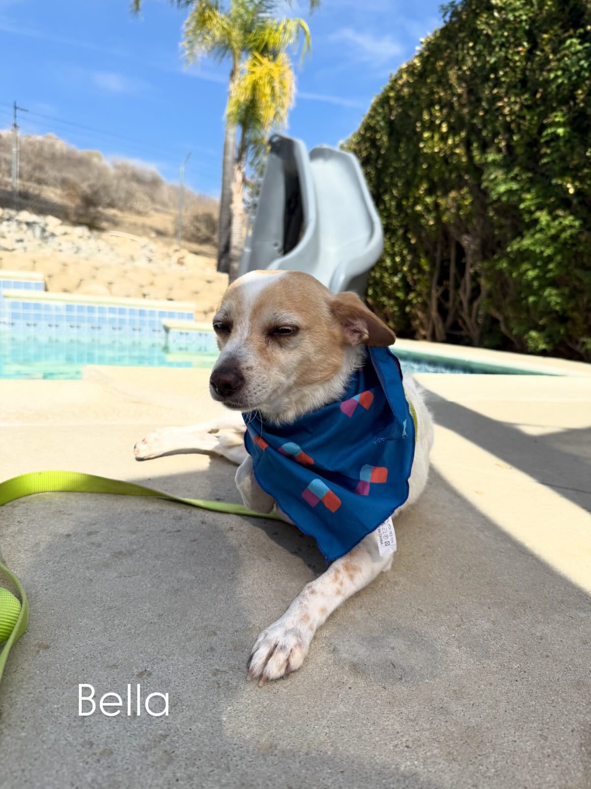 Dog, Bella, wearing a blue bandana, lounging by a pool with a slide on a sunny day.