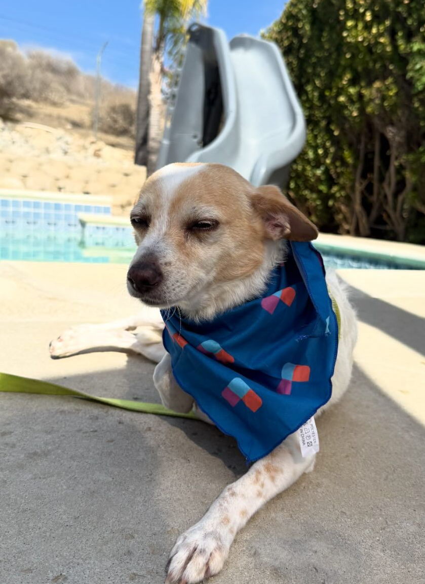 Dog wearing blue bandana near pool. The dog is light brown and white, and relaxed.