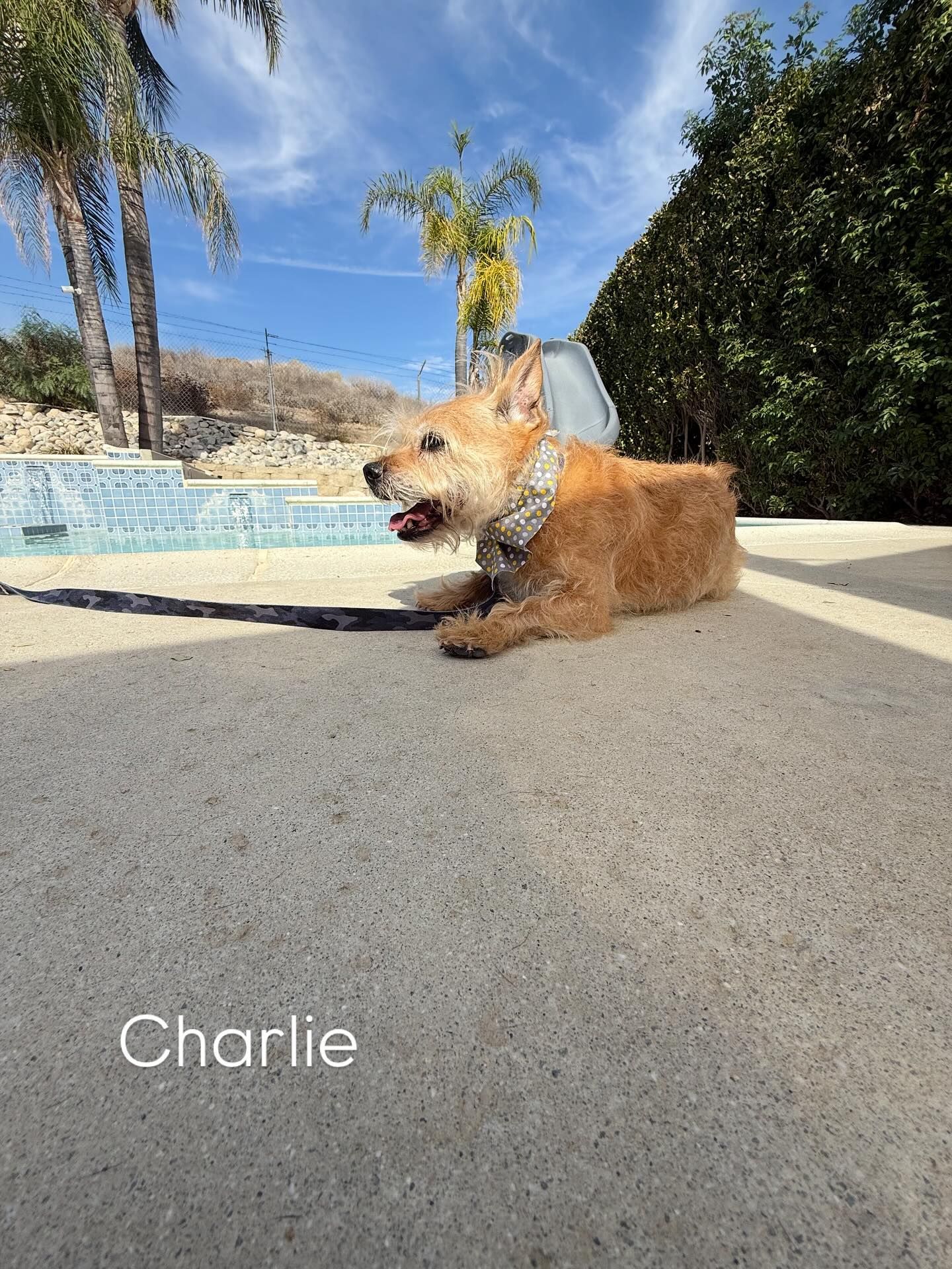 Brown dog named Charlie lies on concrete patio near a pool on a sunny day.