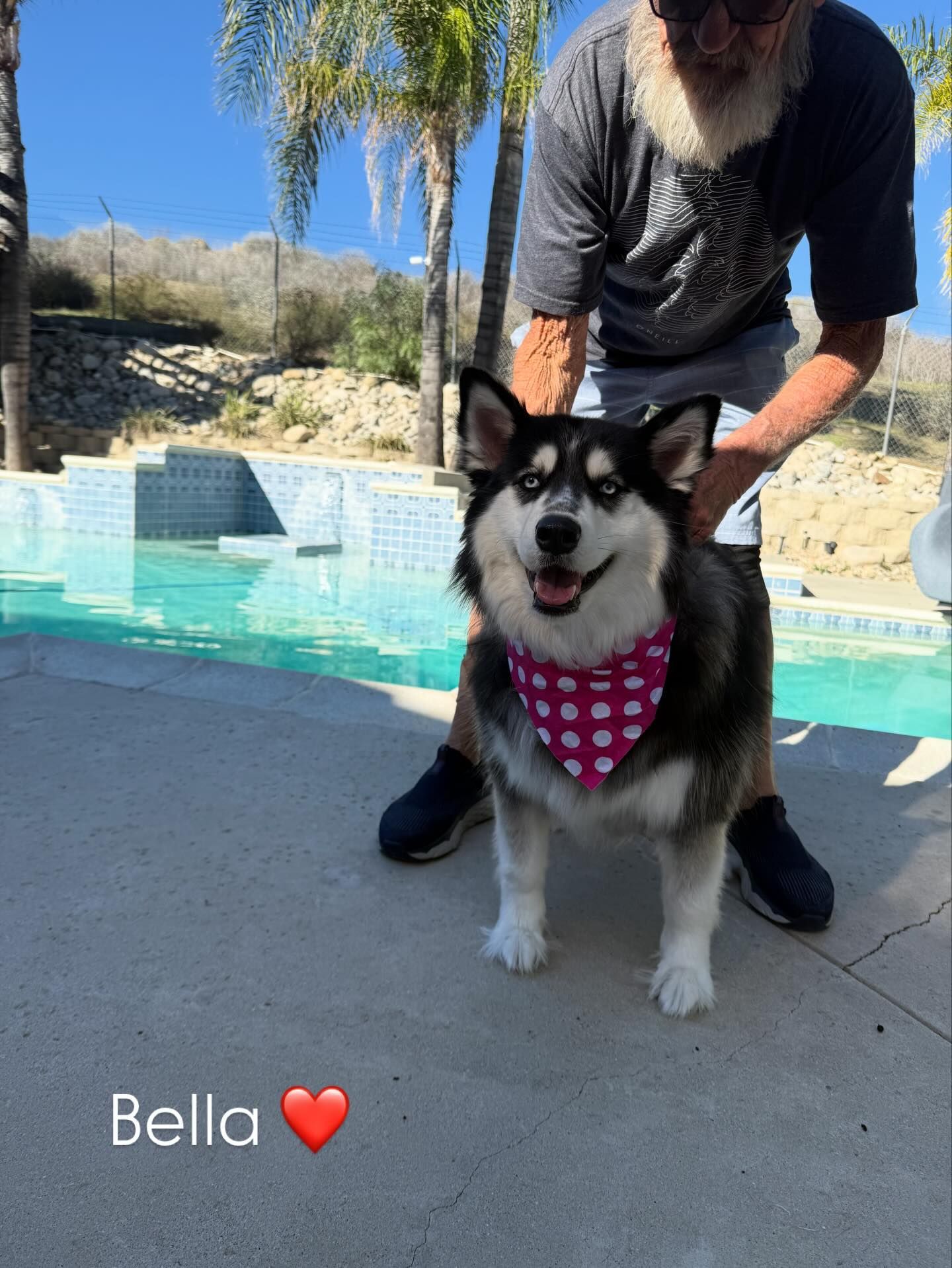 A dog with a pink bandana smiles next to a swimming pool while a person stands behind it.