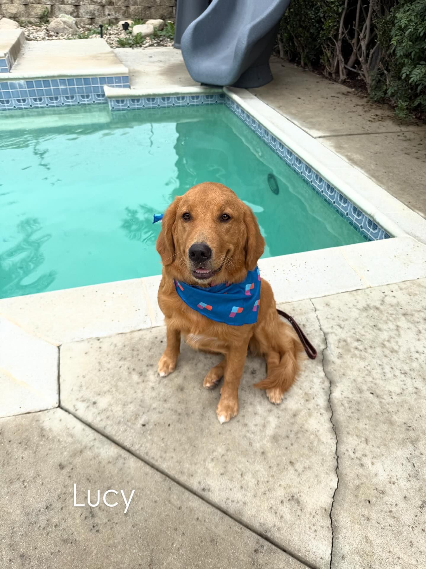Golden retriever named Lucy wearing a blue bandana sits by a pool.