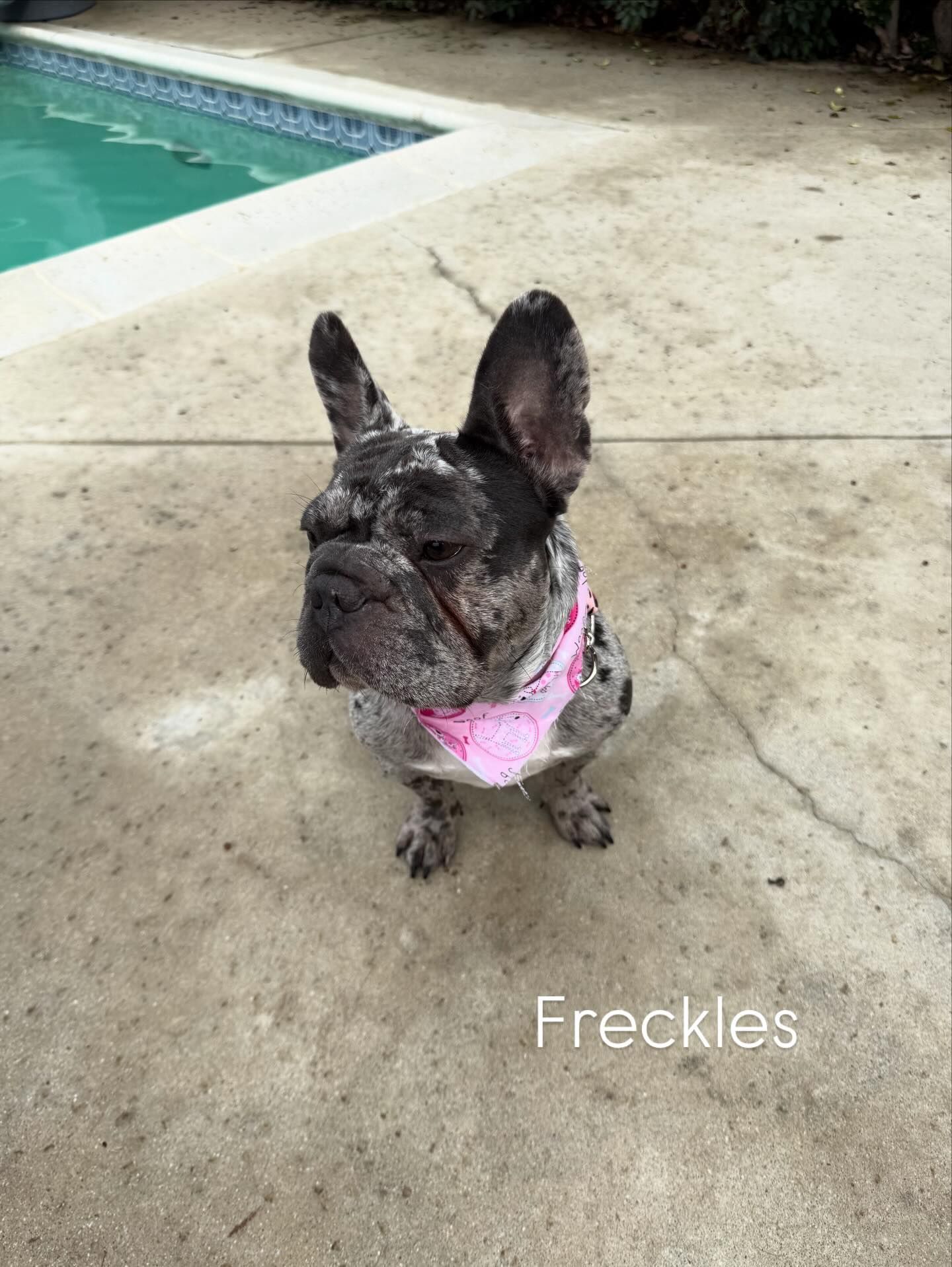 French bulldog with speckled coat wearing a pink bandana, sitting by a pool.