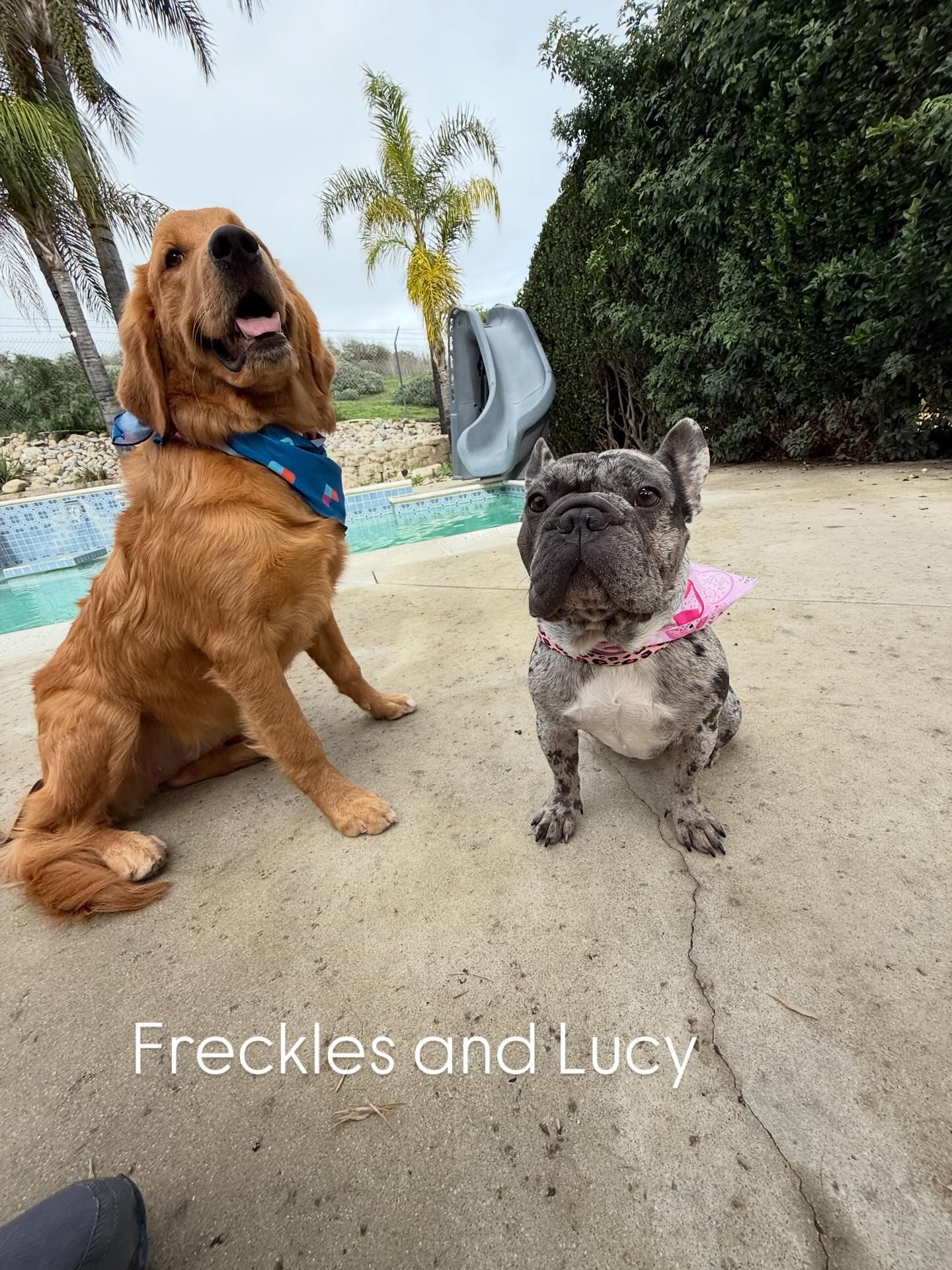 Golden retriever and French bulldog sit side-by-side near a pool. Both wear bandanas.