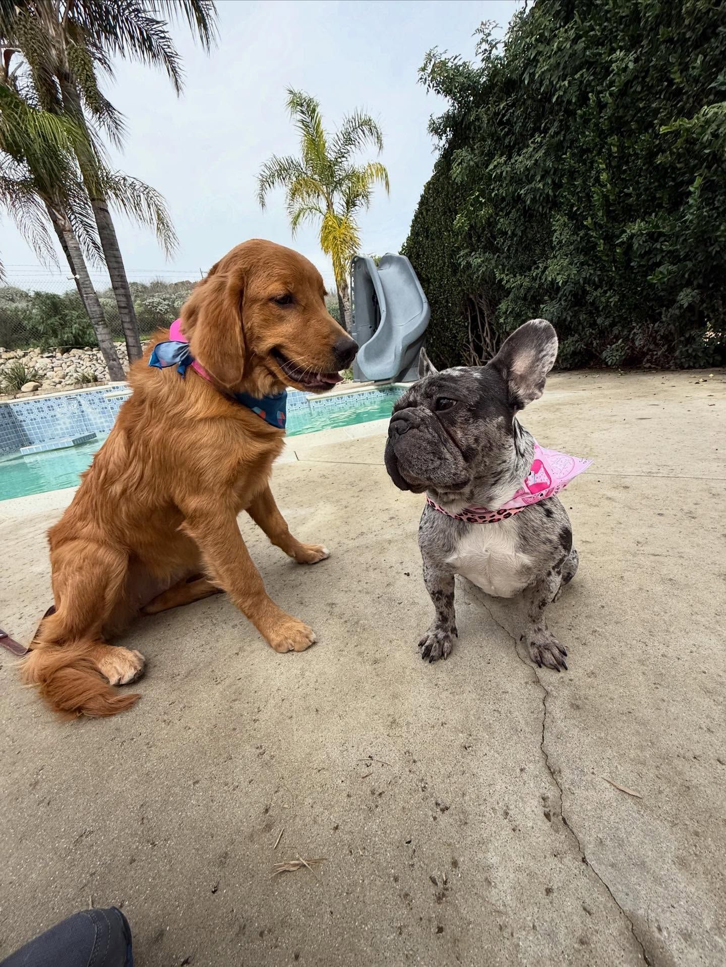 Two dogs sniffing each other outdoors. Golden retriever and blue merle French Bulldog sitting on concrete near a pool.
