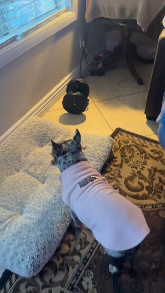 Dog wearing a pink shirt, looking out a window near a dog bed, dumbbells, and rug.