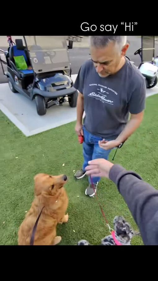 Golden retriever sits, looking up, while a man in jeans and a tee shirt holds its leash. Another small dog sits on the grass.