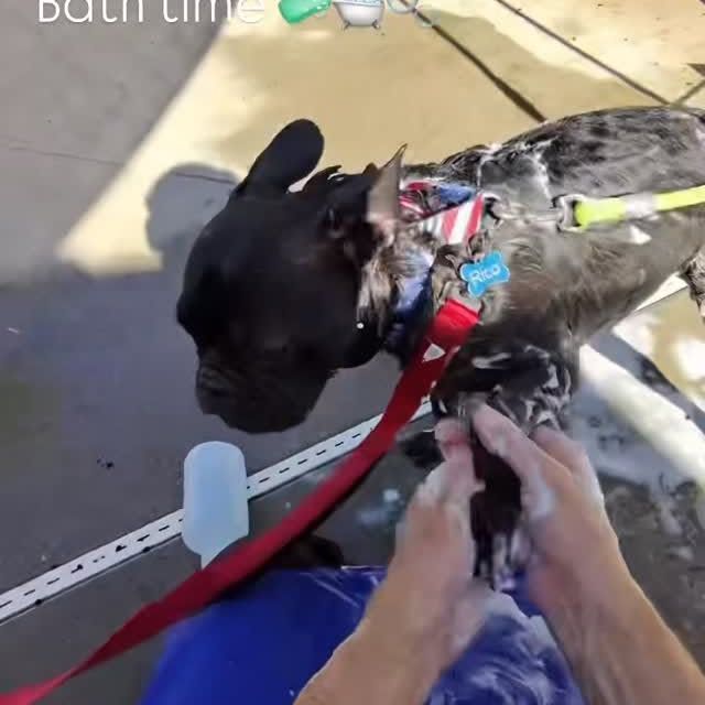 Dog getting a bath; black French bulldog with wet fur and soap, being washed by hands.