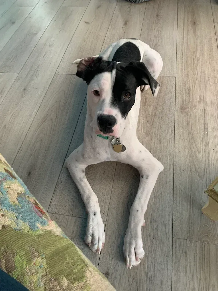 Dog with black and white markings lies on a light wooden floor, legs extended forward.