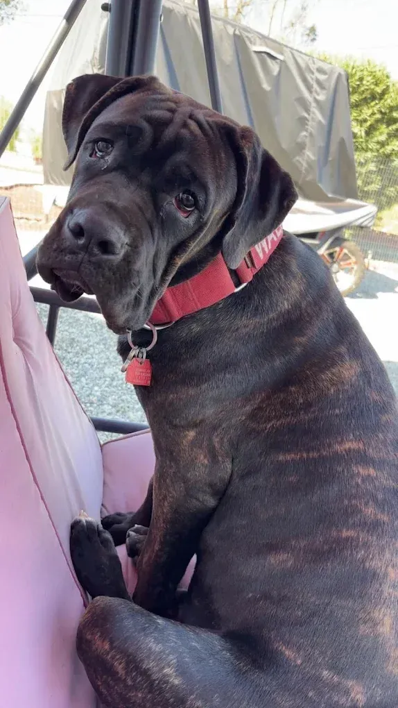 Black and brown brindle dog wearing a red collar, sitting on a pink swing.