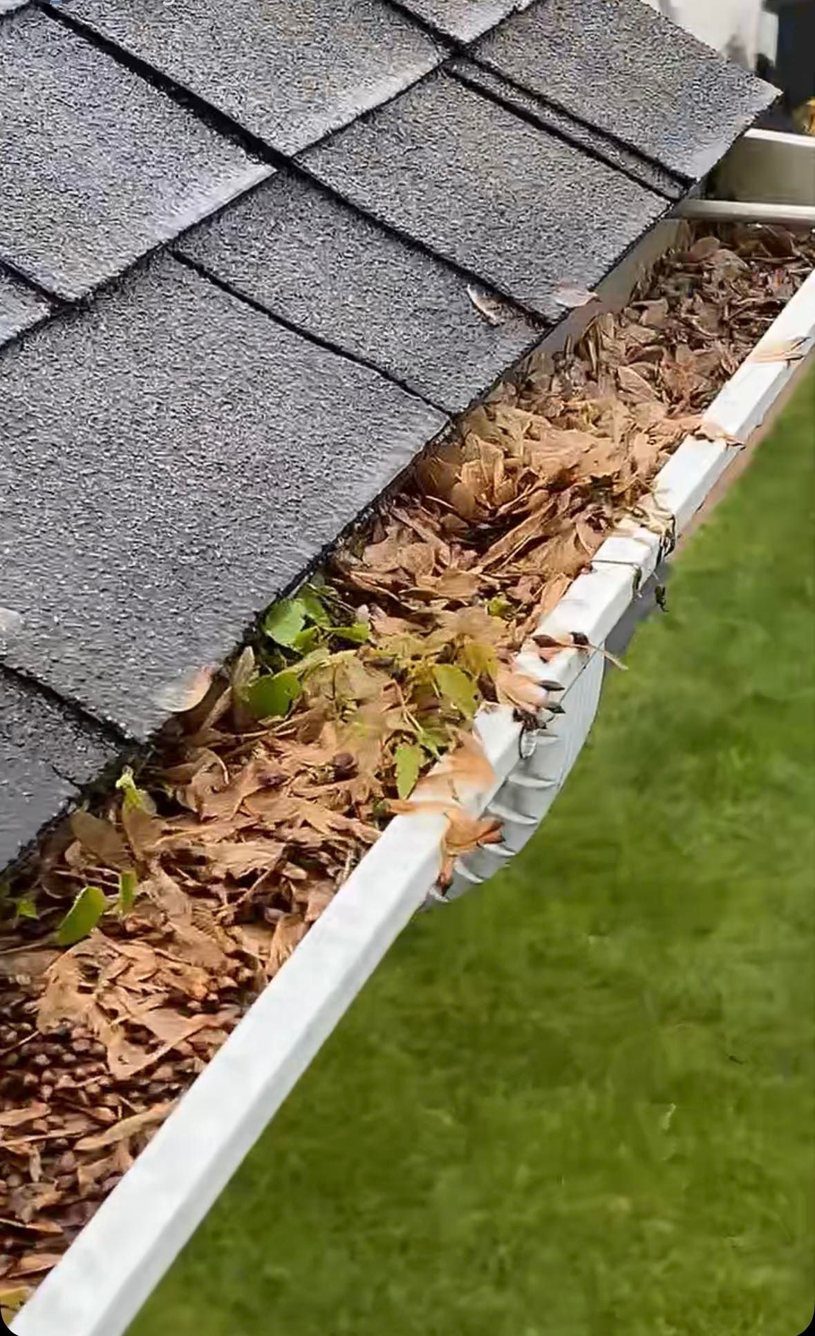 A white rain gutter packed with dry leaves and green sprouts, viewed from above alongside a shingled roof and green lawn.