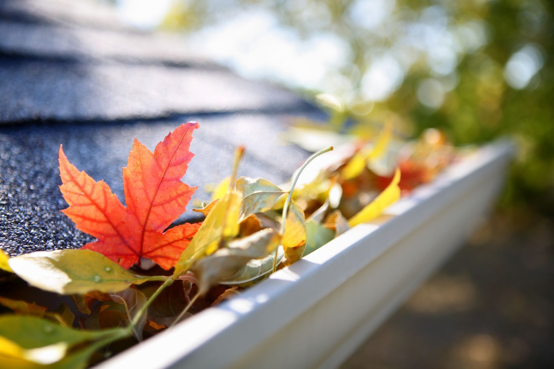 A vibrant orange maple leaf and scattered yellow autumn leaves filling a white residential rain gutter on a roof.