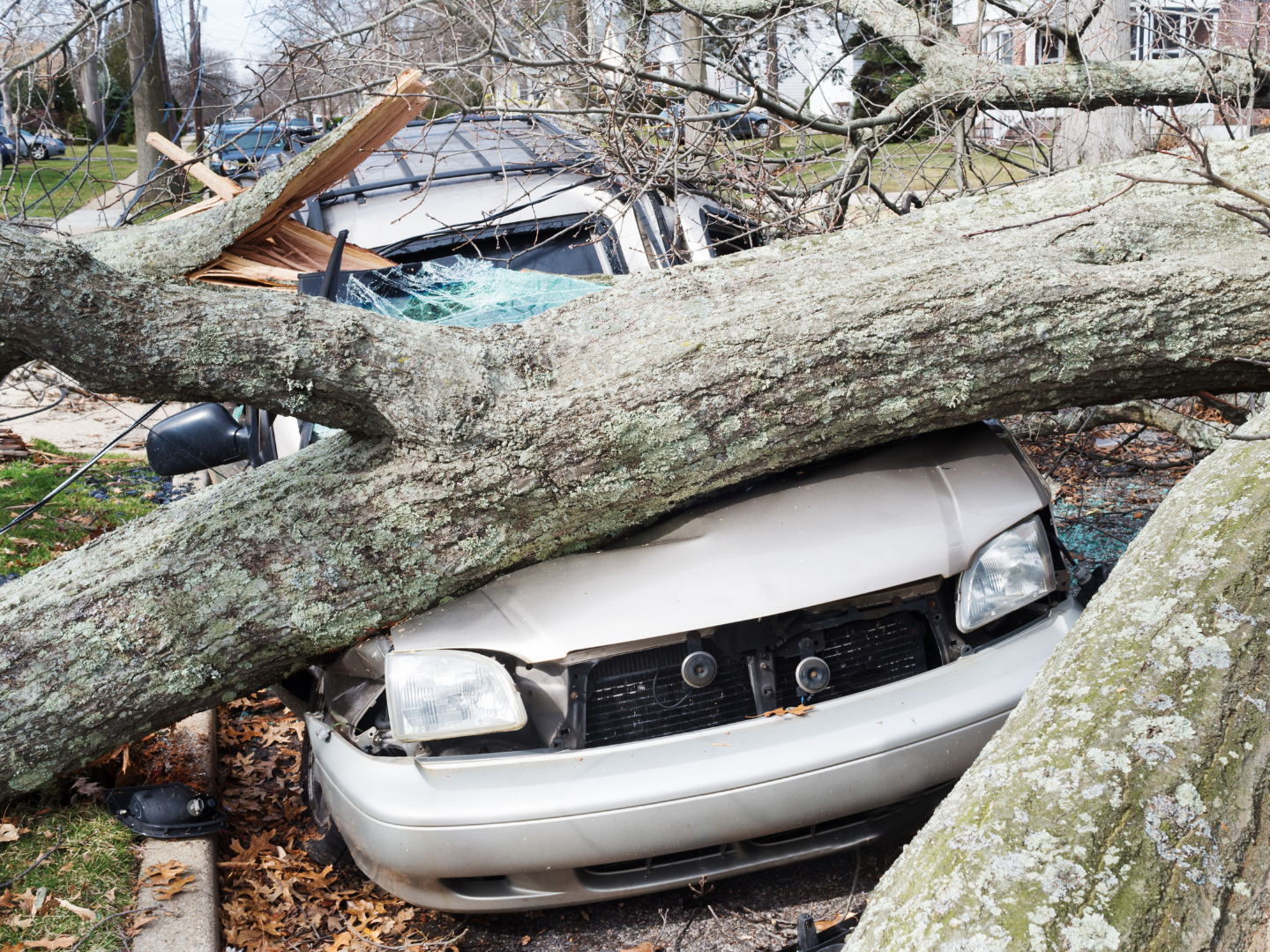 Reg's Tree Service Emergency Tree Service