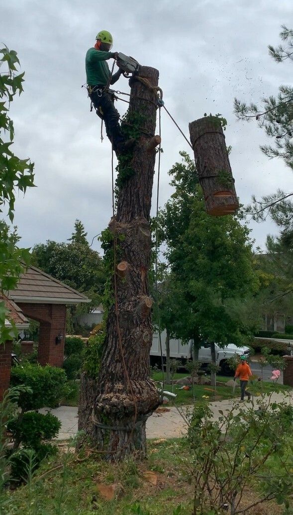 Tree Removal Services in Riverside & Orange County