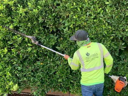 Reg's Tree Service Tree trimming and pruning service