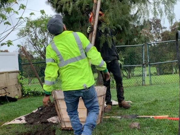 Reg's Tree Service Tree Planting Service