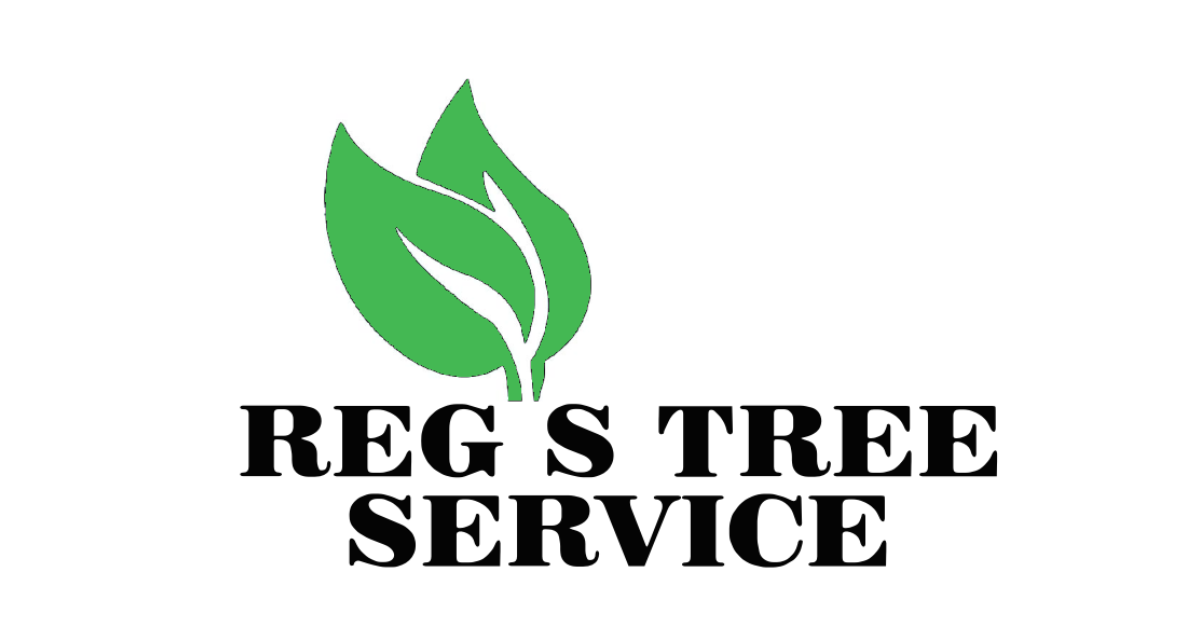 Tree Care Experts in Riverside & Orange County, CA Regs Tree Service