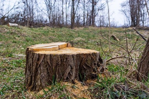 The Importance of Stump Grinding