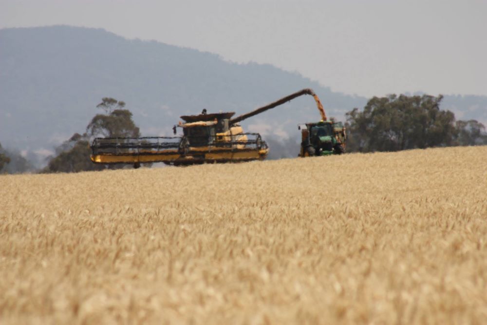 A Combine Harvester is Being Pulled by a Tractor in a Field of Wheat — Wallamore Grading & Packaging In Armidale, NSW