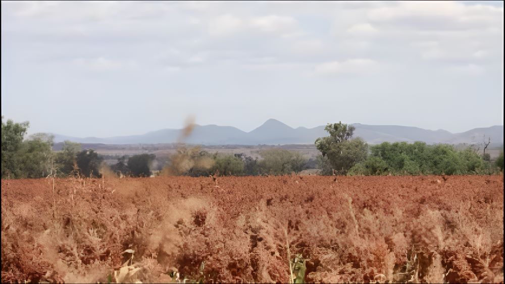 A Field of Dry Grass With Mountains in the Background — Wallamore Grading & Packaging In Barraba, NSW