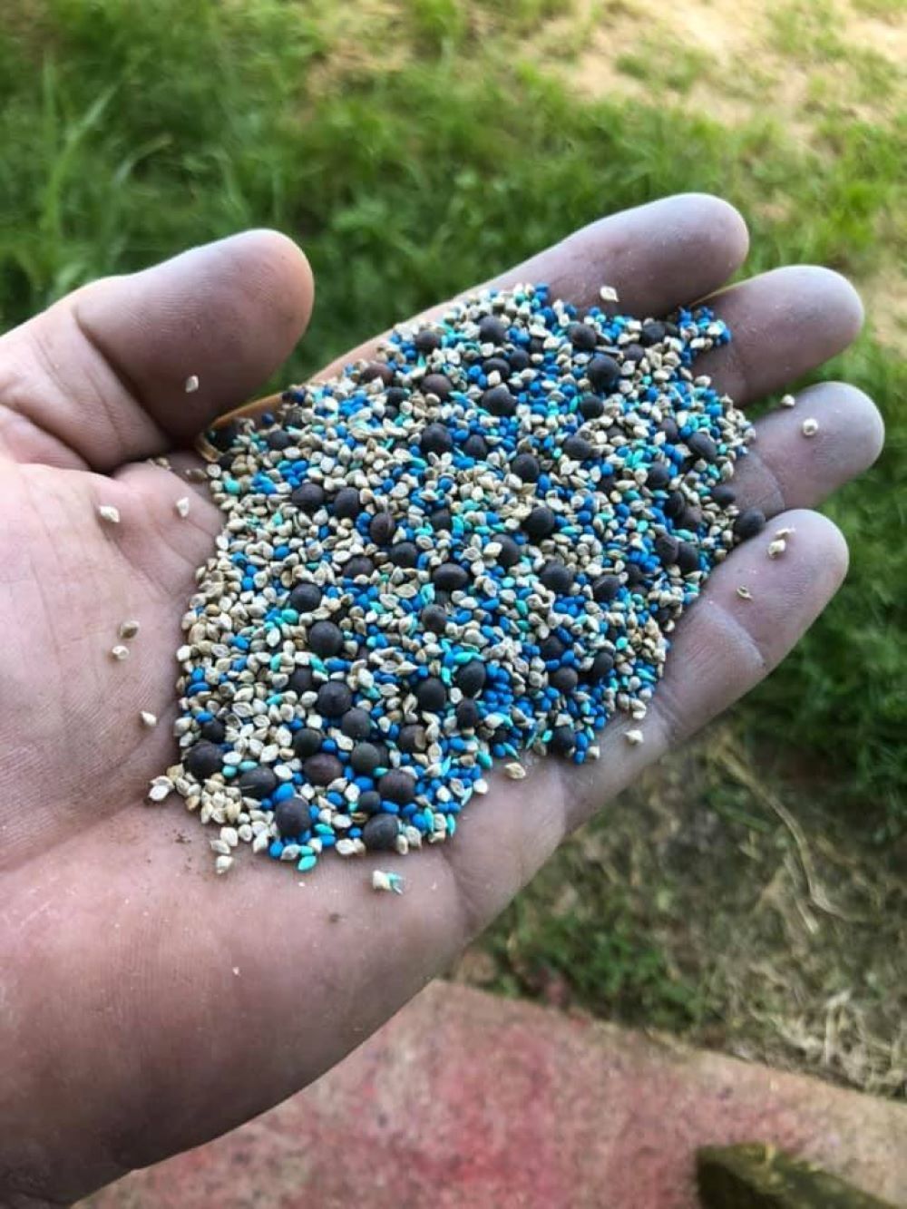 A Person is Holding a Pile of Seeds in Their Hand — Wallamore Grading & Packaging In Wallamore, NSW