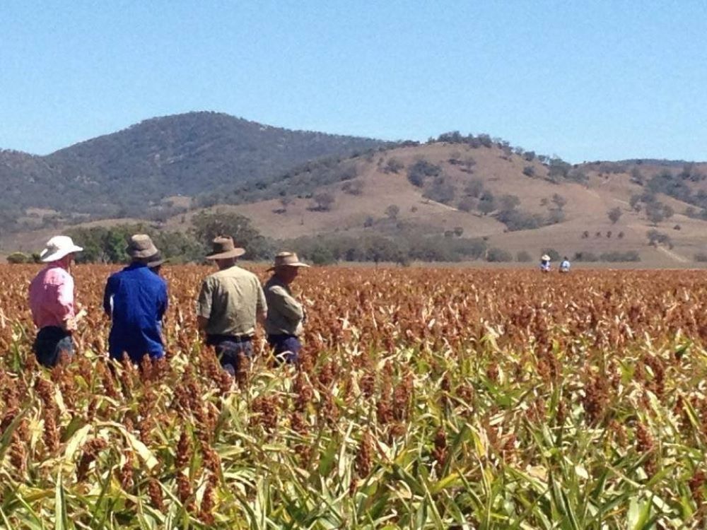 A Group of People Standing in a Field With Mountains in the Background — Wallamore Grading & Packaging In Wallamore, NSW