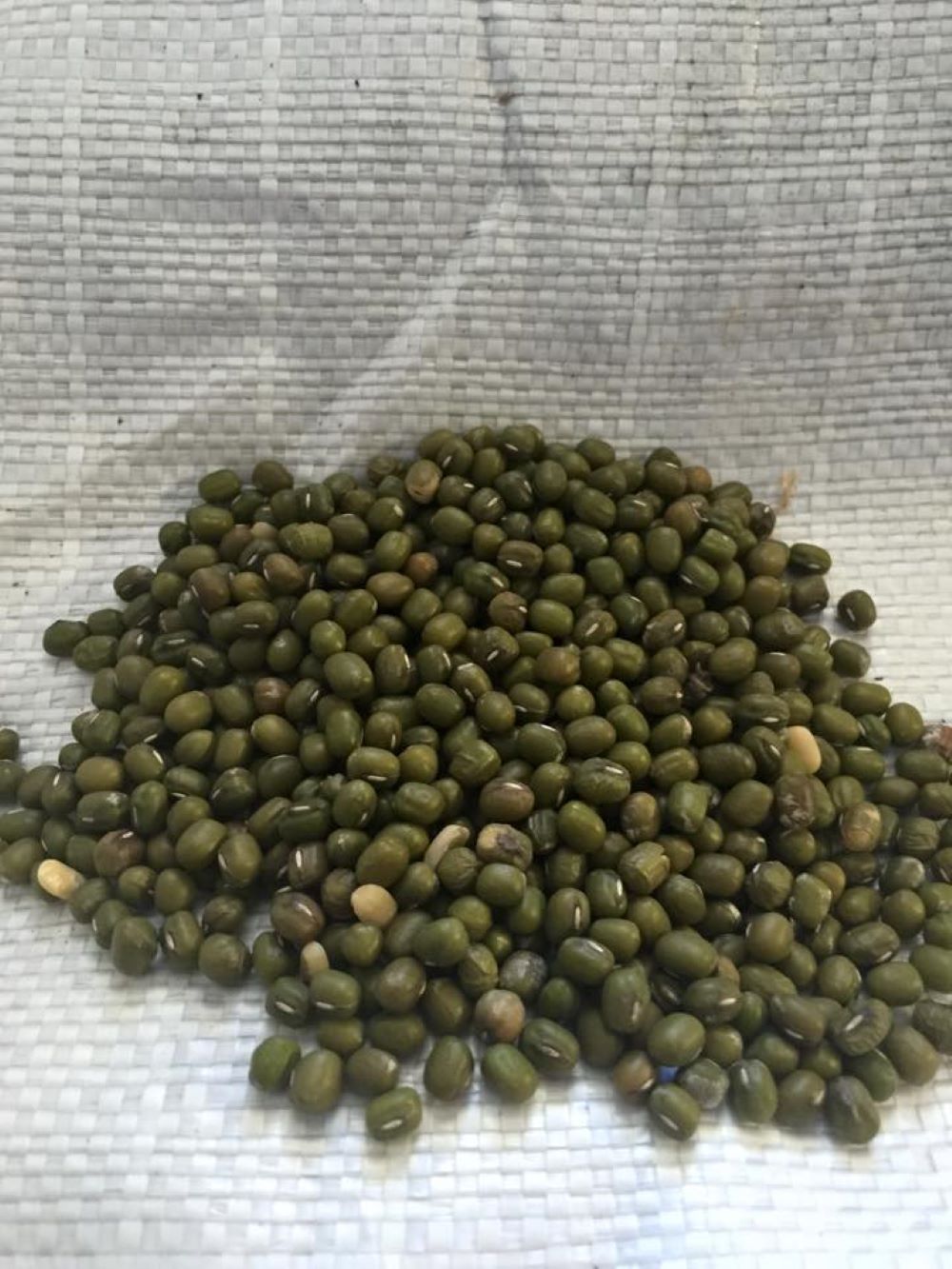 A Pile of Green Beans Sitting on Top of a White Cloth — Wallamore Grading & Packaging In Gunnedah, NSW