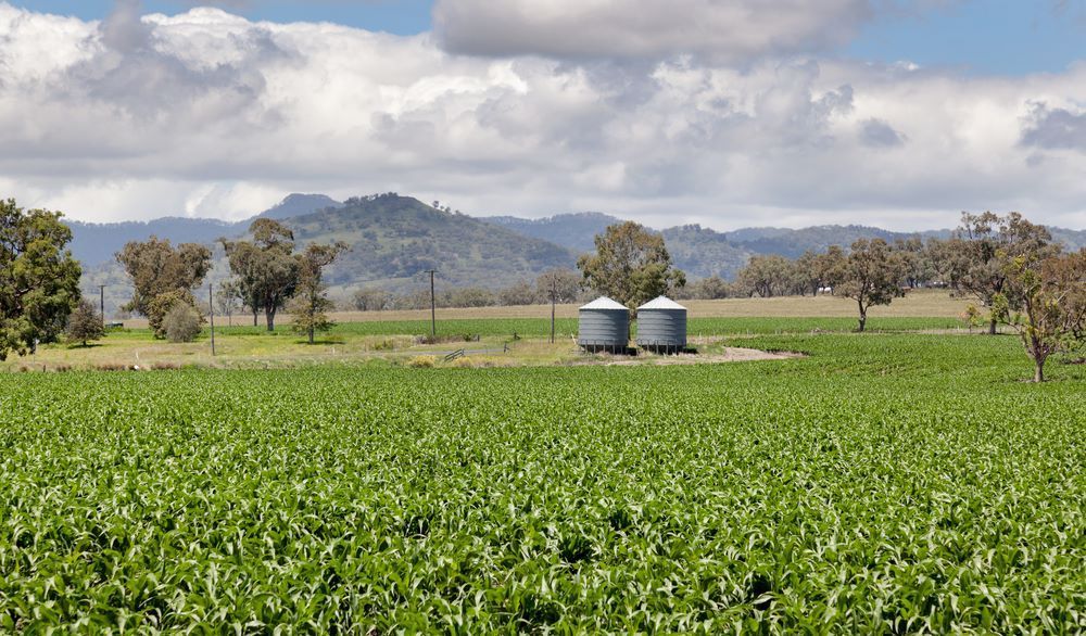 A Lush Green Field With Mountains and Two Silos in the Foreground — Wallamore Grading & Packaging In Quirindi, NSW