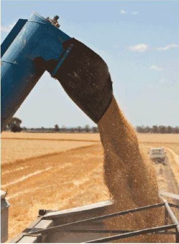 Wheat is Being Poured From a Machine Into a Truck — Wallamore Grading & Packaging In Wallamore, NSW