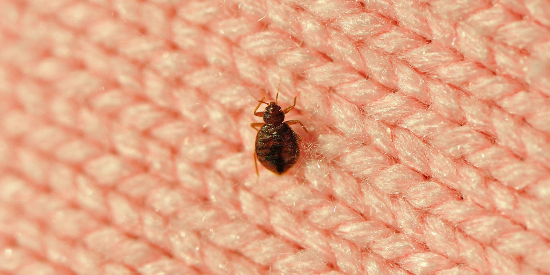 Bed Bug On Blanket — Easley, SC — Pest Rx
