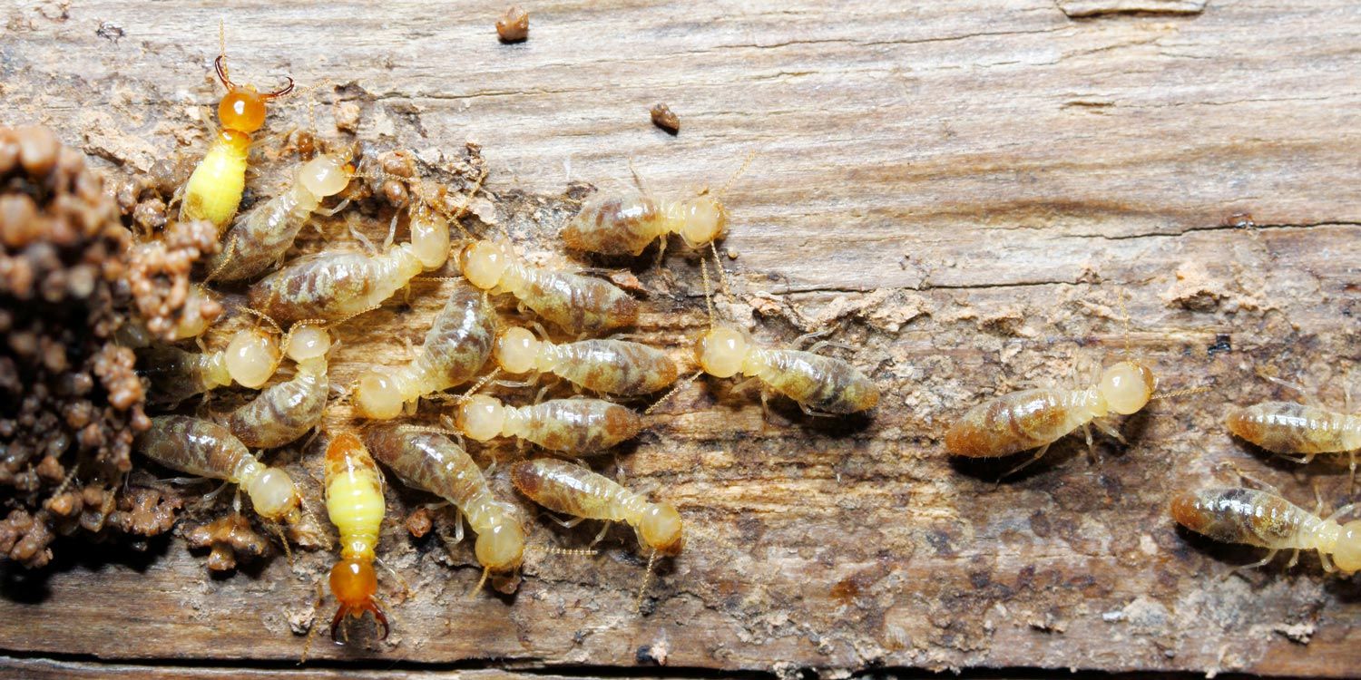 Termites On Wood — Easley, SC — Pest Rx