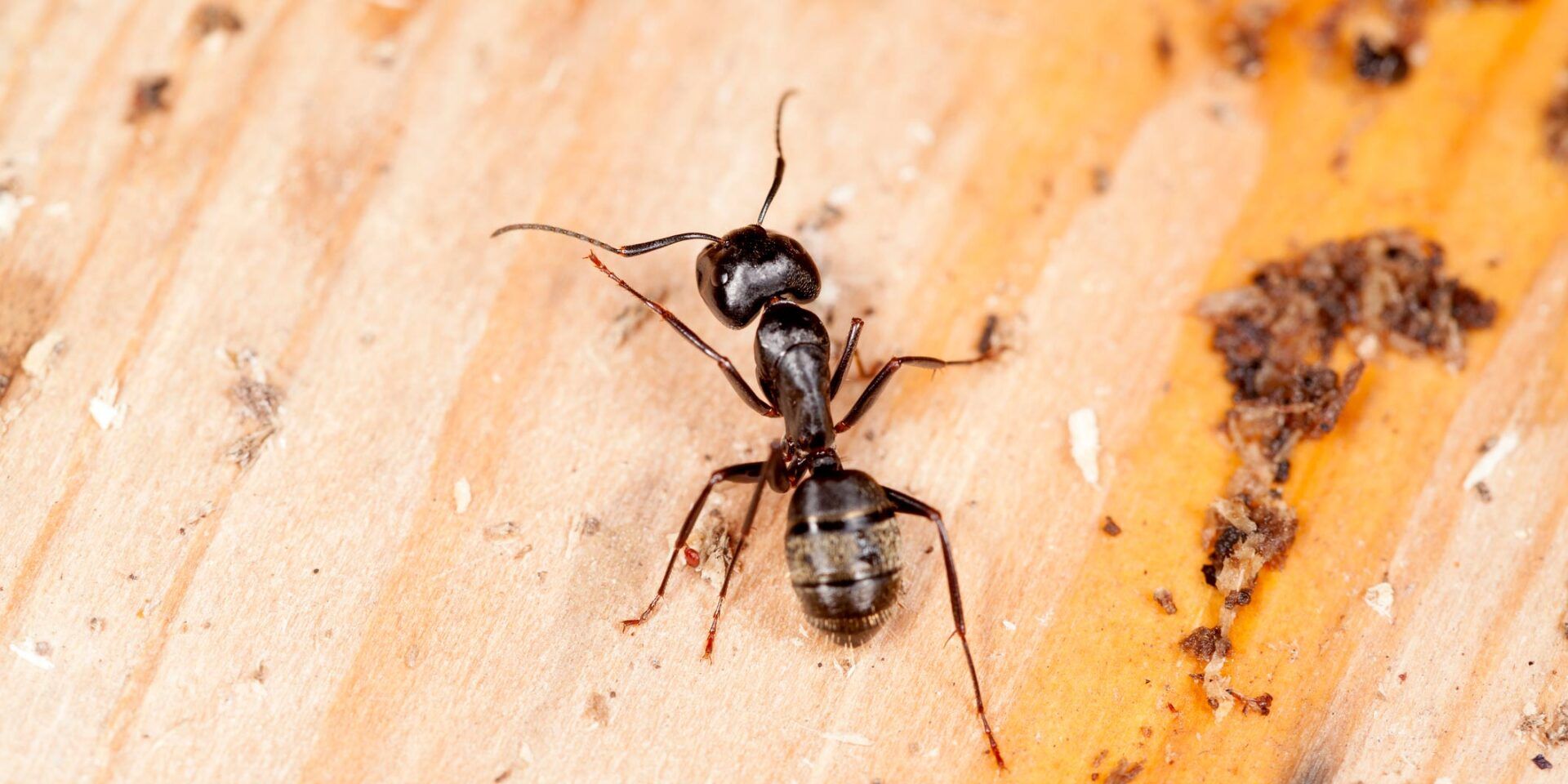 Carpenter Ant On Floor — Easley, SC — Pest Rx