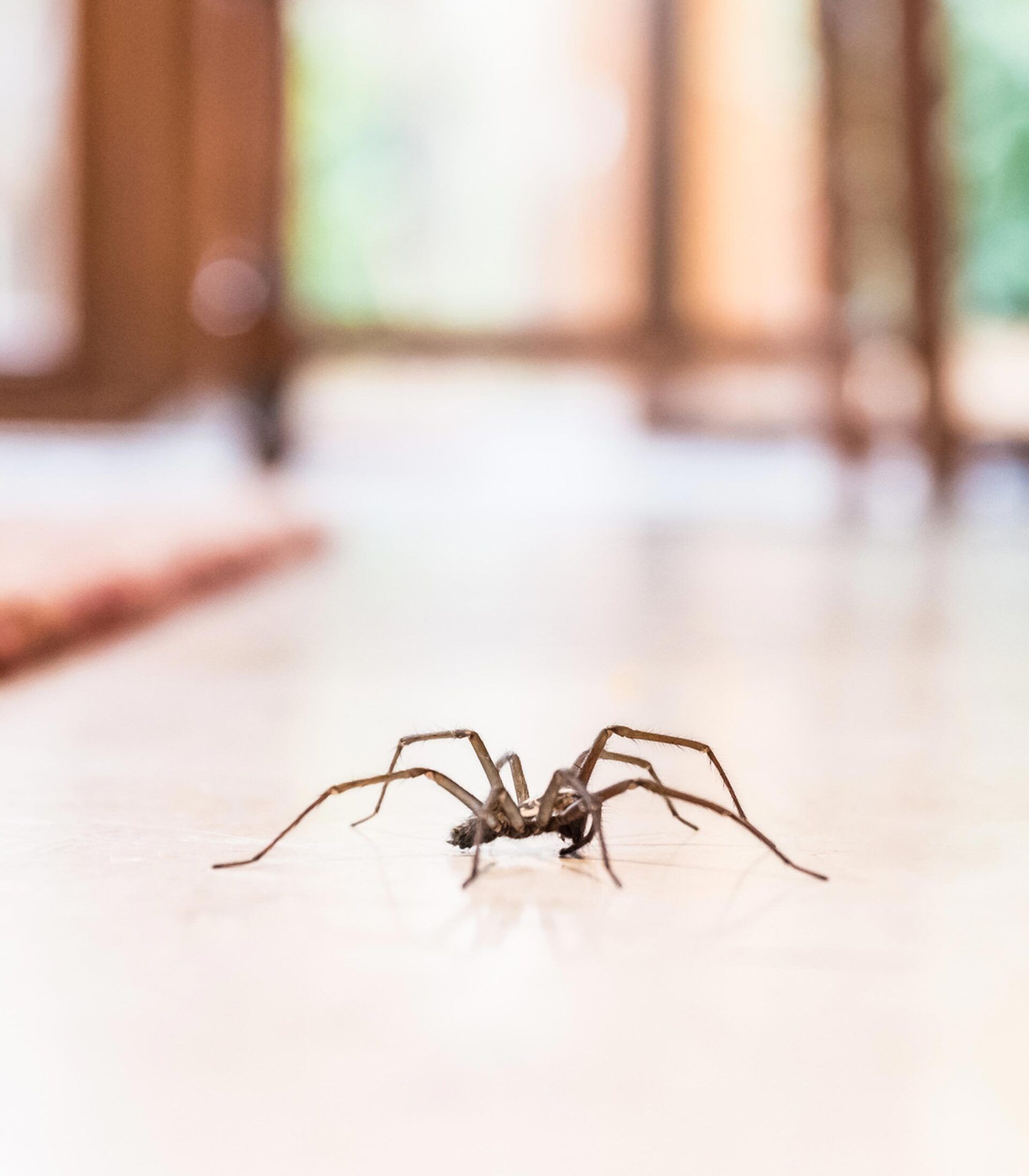 Spider On Floor — Easley, SC — Pest Rx