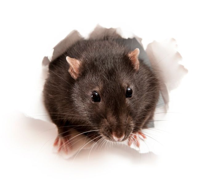 Rodent — Easley, SC — Pest Rx