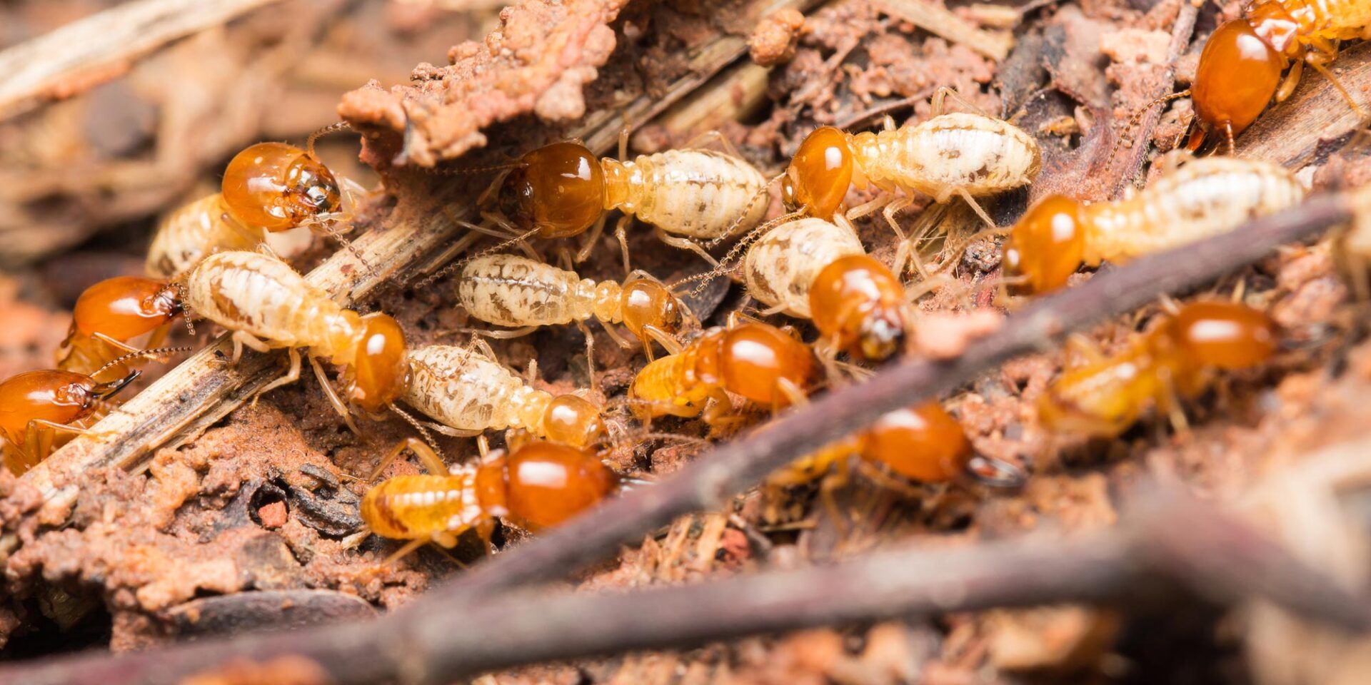 Termite Control & Services Easley, SC Pest Rx