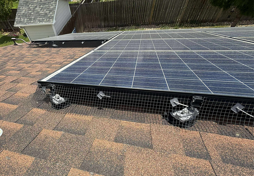 Solar panels installed on a brown asphalt shingle roof, surrounded by black mesh bird deterrent.