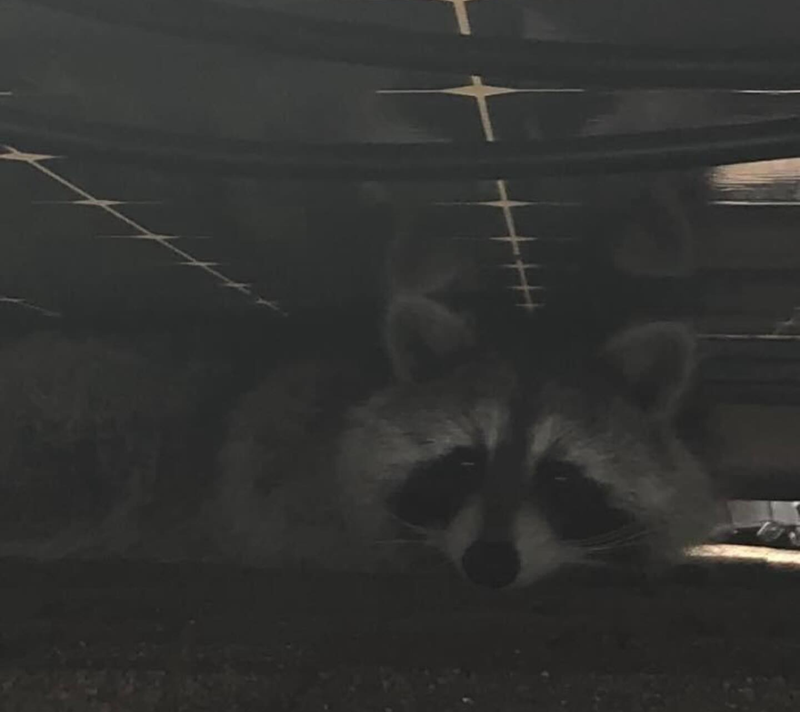 Raccoon resting under a dark surface. Gray and black fur, observing the camera with a neutral expression.