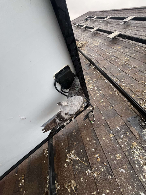 Pigeon perched on a roof covered in droppings next to a black box. White wall in the background.