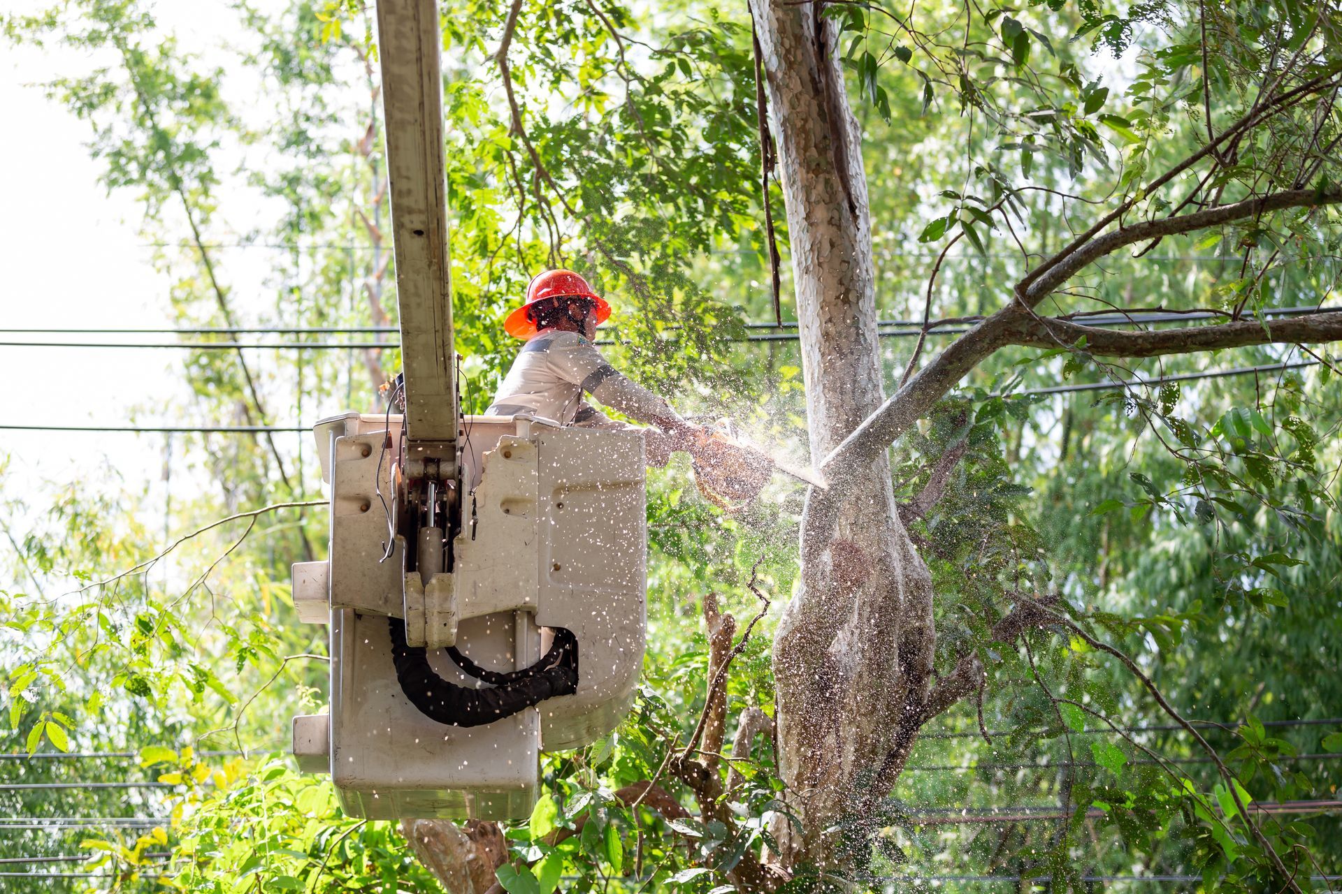 Worker in bucket truck trimming tree branches.