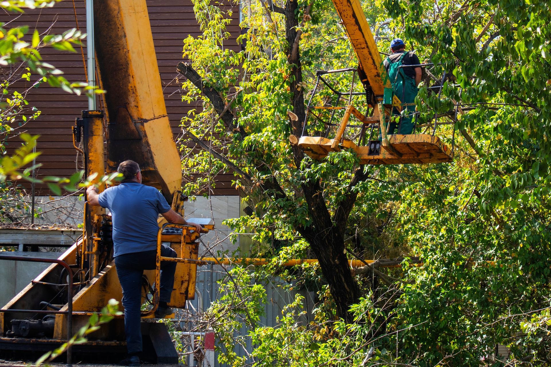Two men trimming a tree from an elevated platform, using a lift. Bright sunlight.