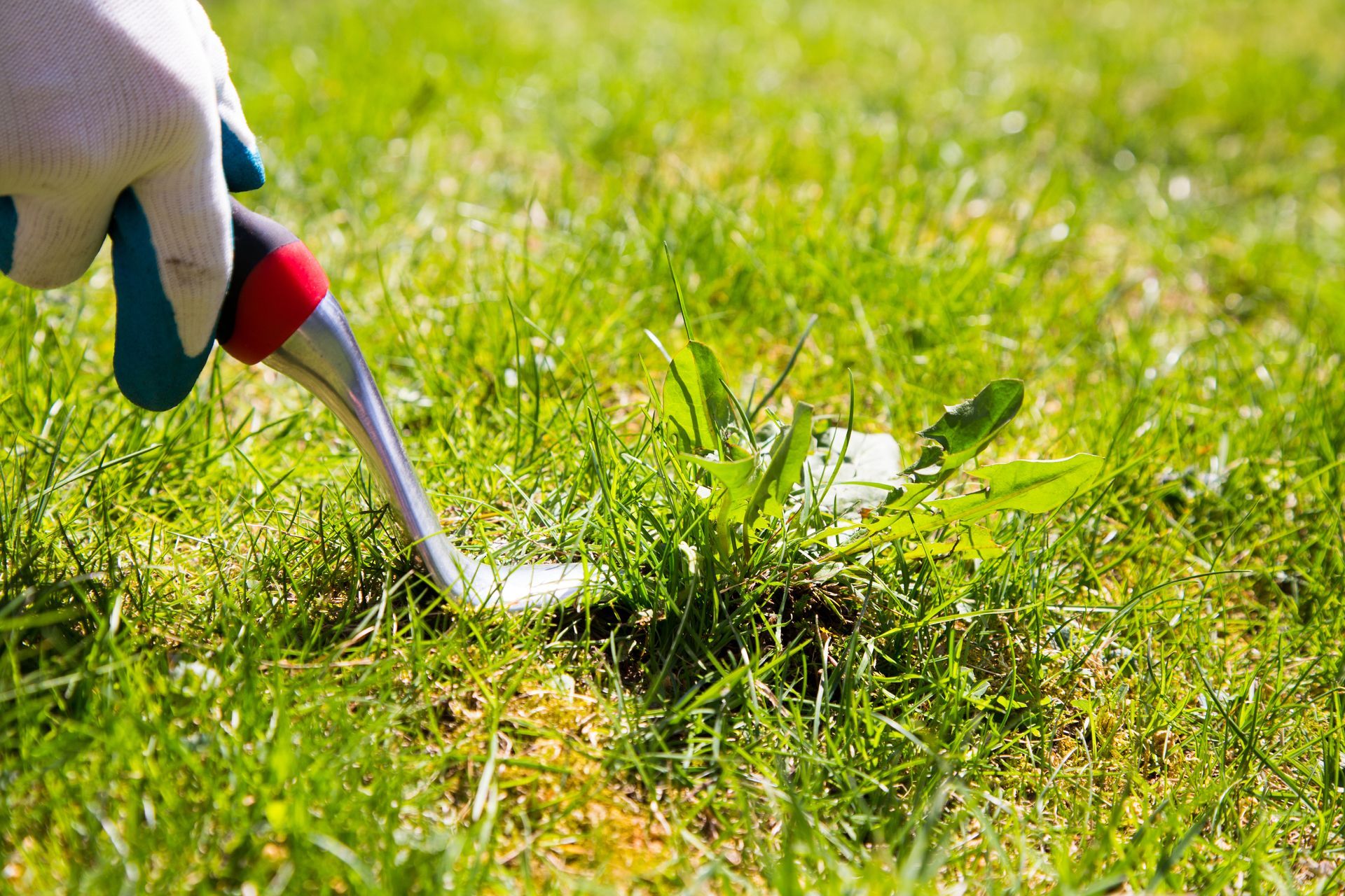 Gloved hand using a weeding tool to remove a weed from a green lawn.