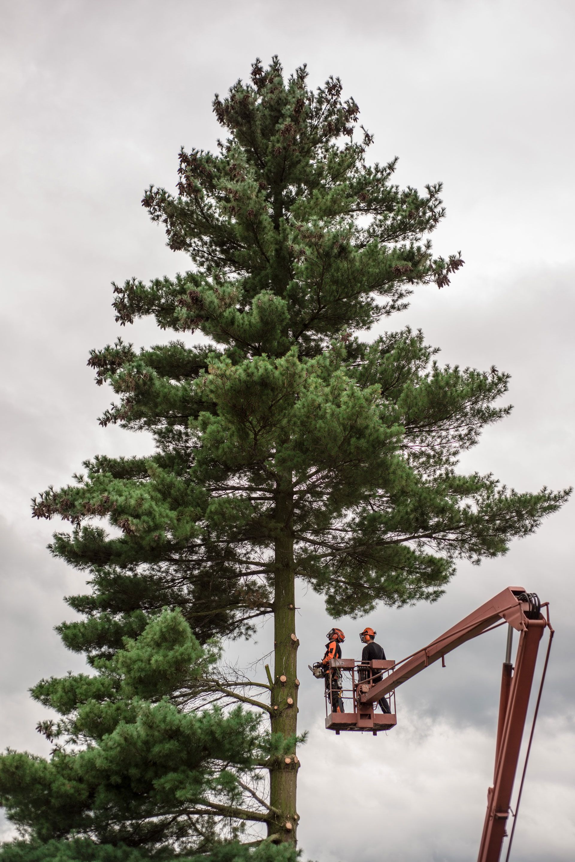 Two workers in a red cherry picker lift platform trimming the branches of a tall evergreen tree against a cloudy sky.