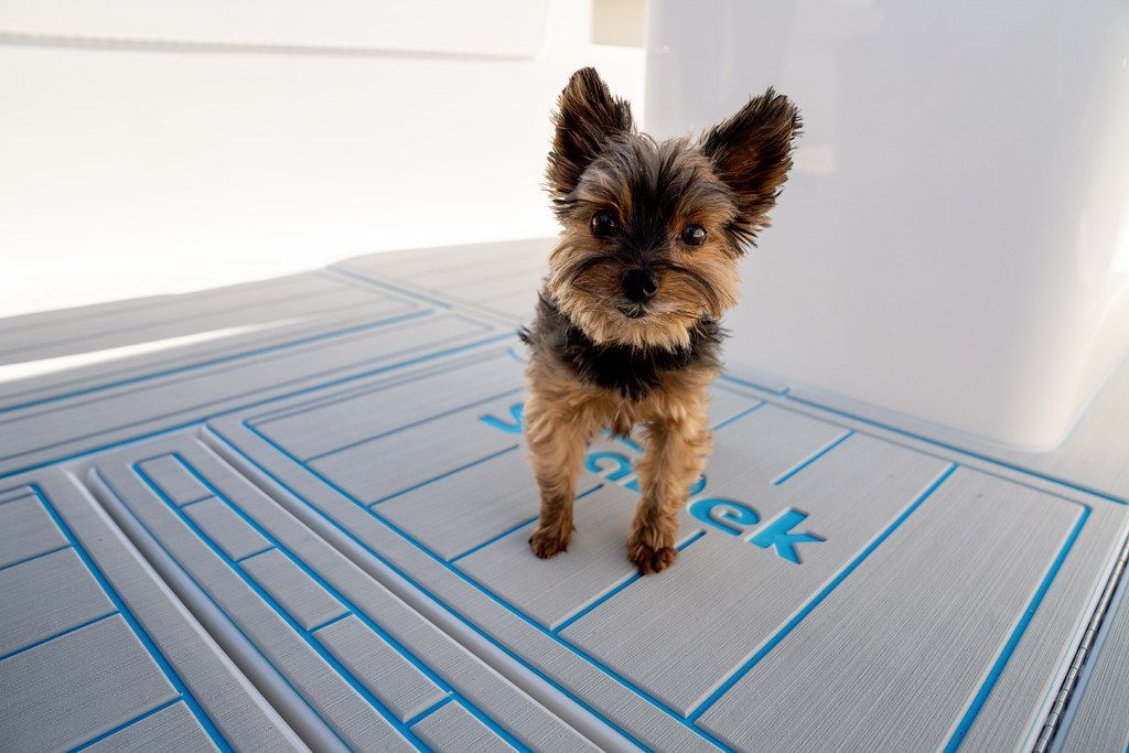 Yorkshire terrier stands on a boat deck, facing forward. The deck has a blue and white pattern.