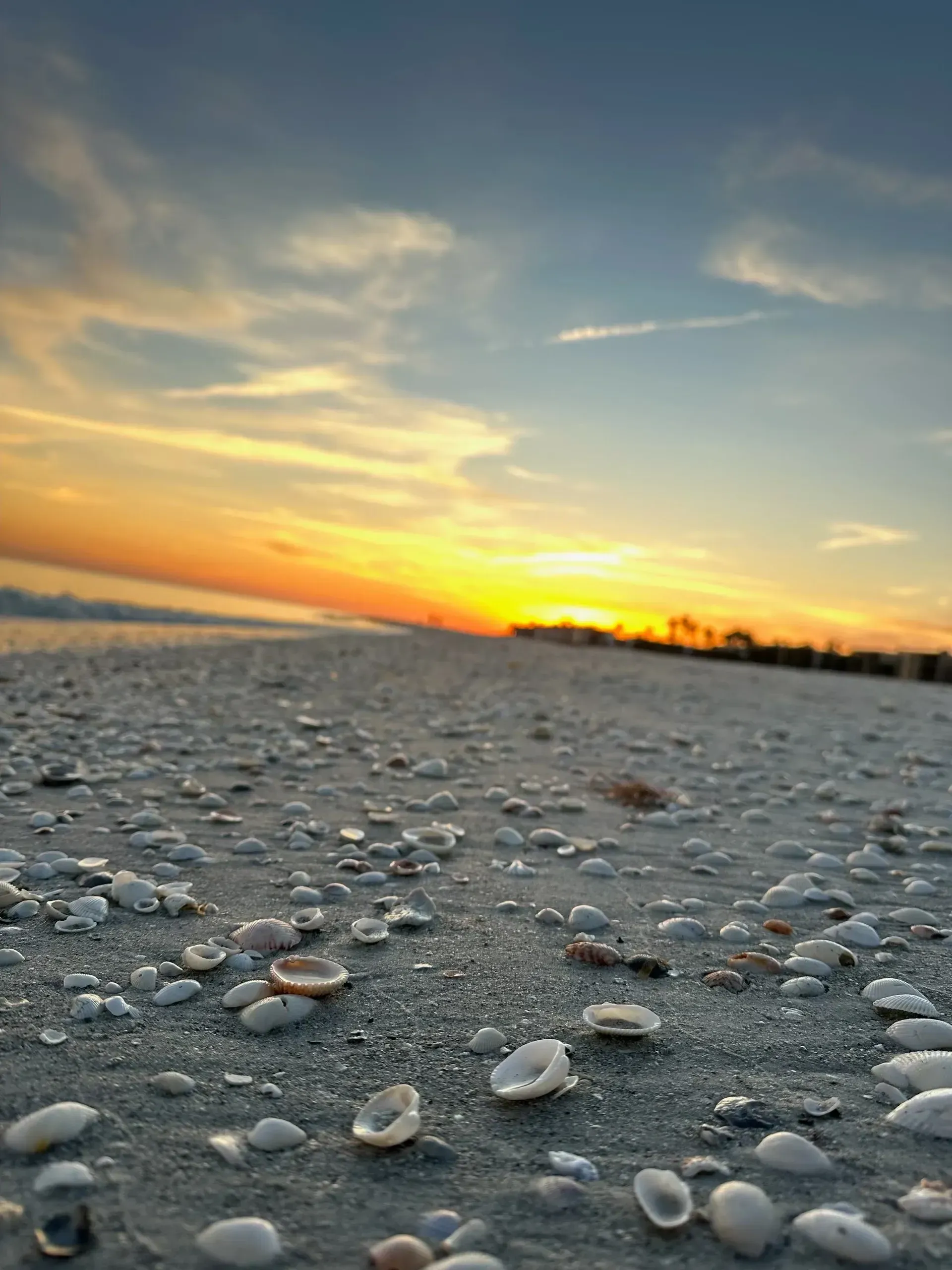 A beach with shells on the sand and a sunset in the background.