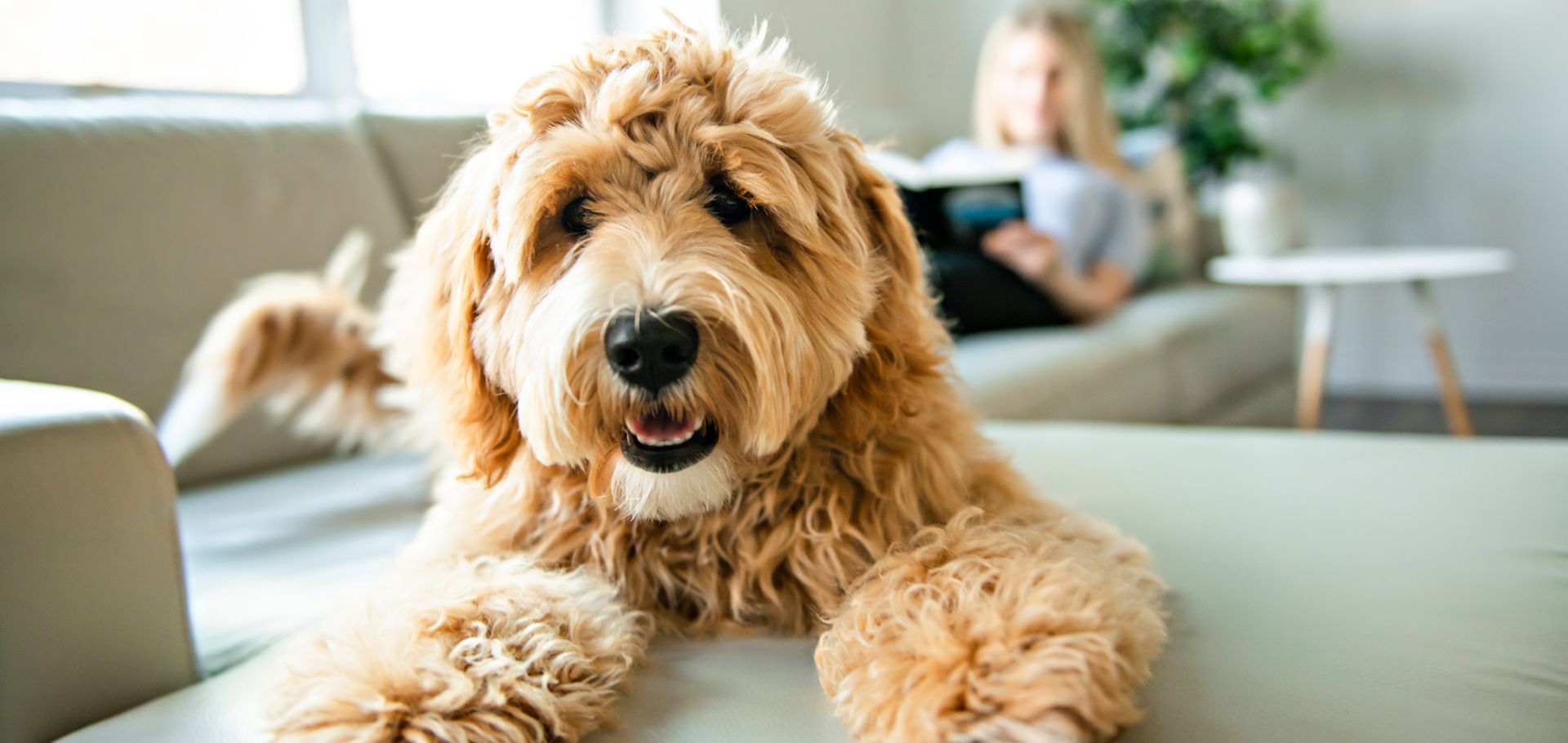 a dog is relaxing on the sofa